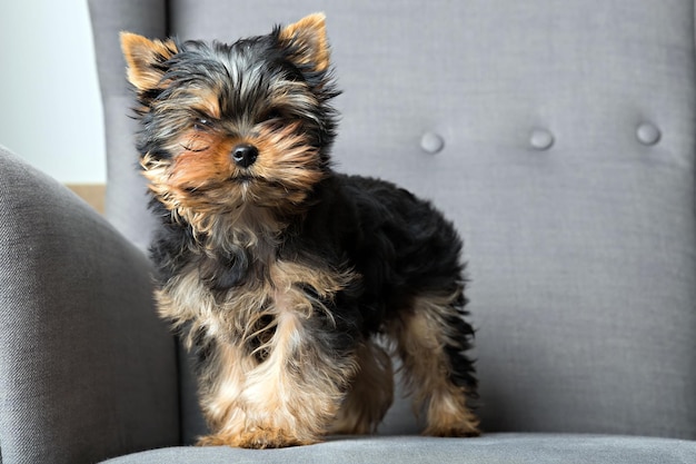 Szczeniak yorkshire terrier stojący na fotelu