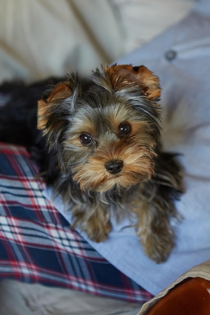 Szczeniak yorkshire terrier