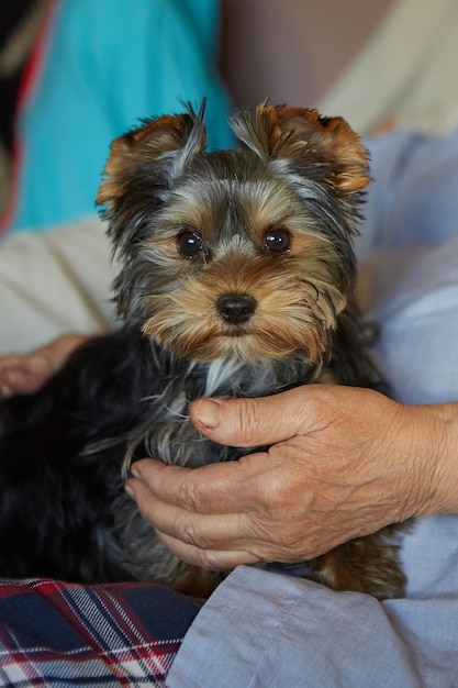 Szczeniak yorkshire terrier