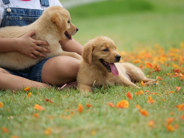 szczeniak złoty pies myśliwski w parku