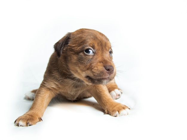 Szczeniaki Brown Parson Russell Terrier na białym tle