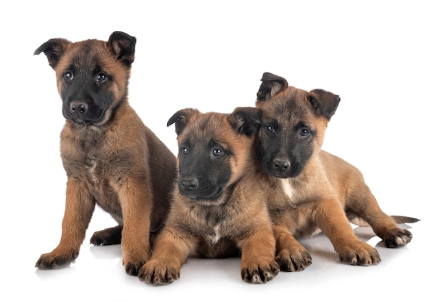 Szczeniaki malinois na bielu odizolowywającym