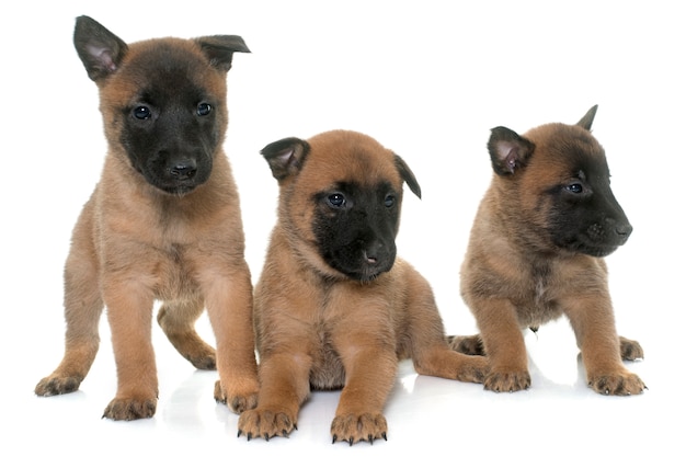 szczeniaki malinois owczarka belgijskiego