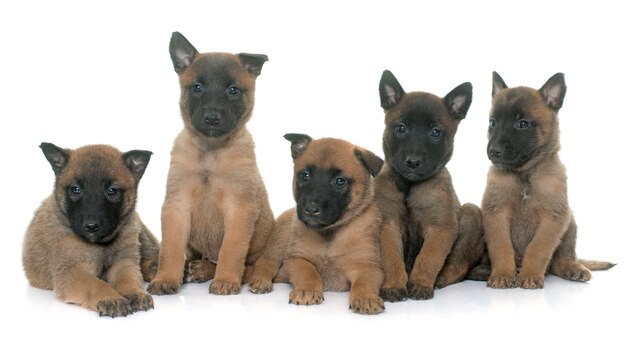 szczeniaki malinois owczarka belgijskiego