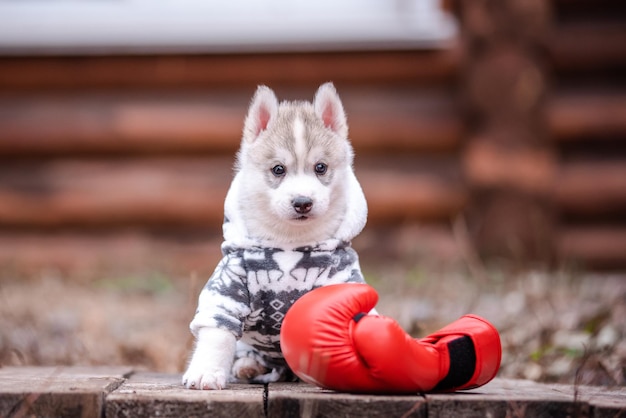 Szczenię Husky W Wieku 2 Miesięcy W Czerwonych Rękawicach Bokserskich.