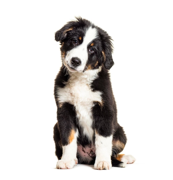 Szczenię rasy Bordernese Mieszaniec Border Collie i Berneński Pies Pasterski w wieku 3 miesięcy