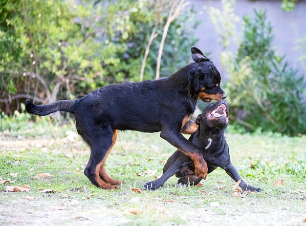 Szczenię staffordshire bull terrier i rottweiler bawiące się w ogrodzie