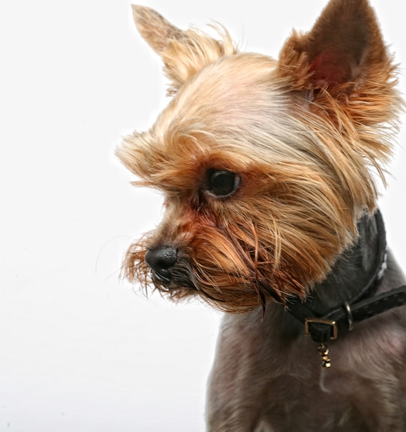 Szczenię Yorkshire Terrier