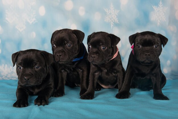 Zdjęcie szczenięta amerykańskiego staffordshire bull terrier na niebieskim tle