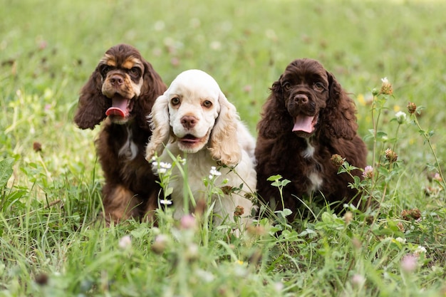 Szczenięta Cocker Spaniel amerykański z uroczymi twarzami patrzącymi w kamerę. Psy w przyrodzie.