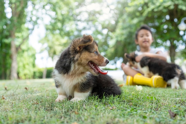 Szczenięta Corgi Pembroke siedzą w ogrodzie przed małą dziewczynką