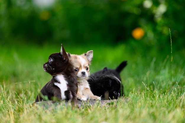 Szczenięta leżą na trawie w parku i patrzą w różnych kierunkach Urocza rasa psów chihuahua
