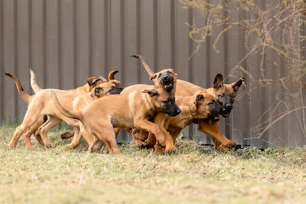 Szczenięta owczarka belgijskiego Malinois Śmieci dla psów Pracująca kennel dla psów Słodkie małe szczenięta bawiące się na świeżym powietrzu