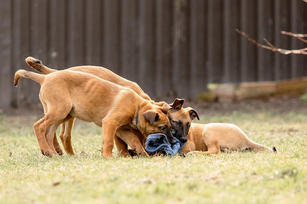 Szczenięta owczarka belgijskiego Malinois Śmieci dla psów Pracująca kennel dla psów Słodkie małe szczenięta bawiące się na świeżym powietrzu