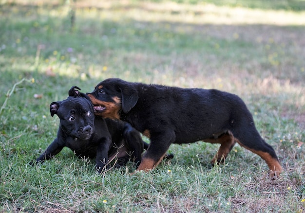 Szczenięta staffordshire bull terrier i rottweiler bawiące się w ogrodzie