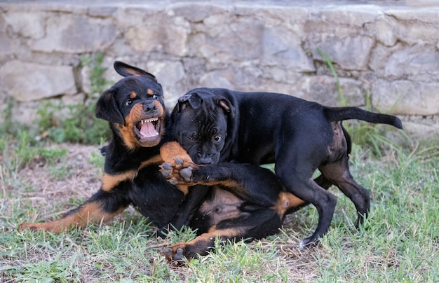 Szczenięta Staffordshire Bull Terrier I Rottweiler Bawiące Się W Ogrodzie