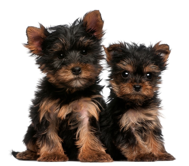 Szczenięta Yorkshire Terrier (8 tygodni)