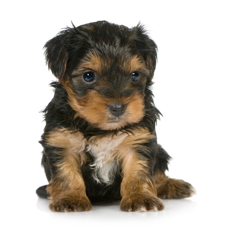 Zdjęcie szczenięta yorkshire terrier z 1 miesiącem. portret psa na białym tle