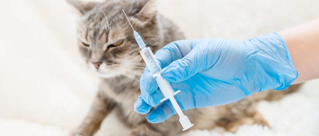 Szczepienia Kotów Medycyna Weterynaryjna