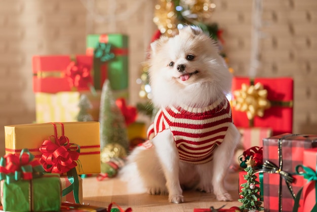 Szczęście i wesoły Pies rasy biały kolor pomeranian z prezentami obecne pudełka i choinka w pokoju Wesołych Świąt świąteczny tło