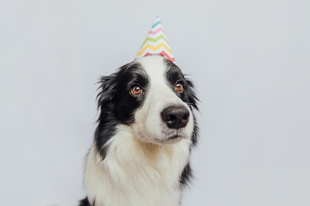 Szczęśliwa koncepcja przyjęcia urodzinowego zabawny słodki szczeniak rasy border collie w urodzinowym głupim kapeluszu na białym tle