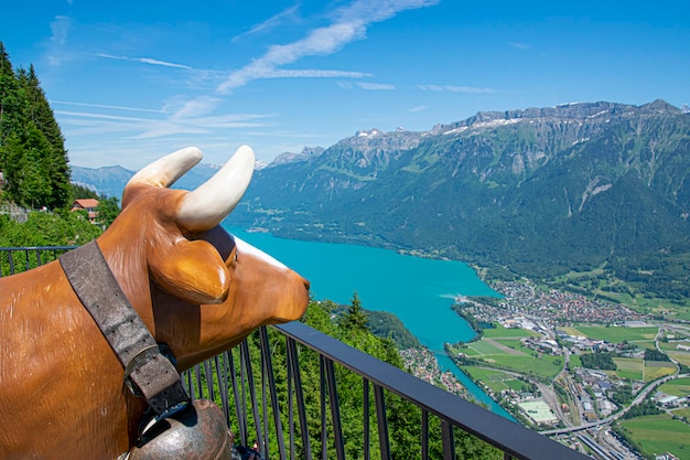 Szczęśliwa krowa obserwuje krajobraz ze szczytu Interlaken Harder Kulm