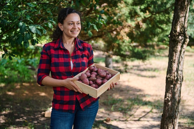 Szczęśliwa młoda ogrodniczka zbierająca rośliny rolnicze na farmie Zbierana uprawa organicznych różowych ziemniaków