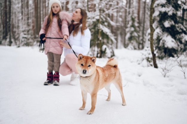 Szczęśliwa rodzina młoda matka i mała śliczna dziewczyna w różowym ciepłym stroju spacerowym, zabawy z czerwonym psem shiba inu w śnieżnobiałym zimnym lesie na zewnątrz