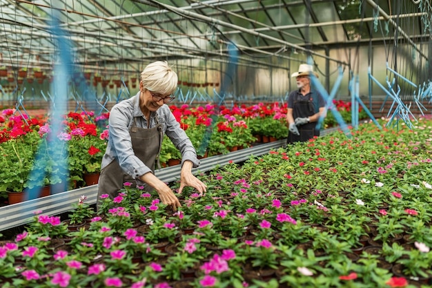 Szczęśliwa starsza kobieta badająca wzrost kwiatów doniczkowych podczas pracy w szklarni W tle jest osoba