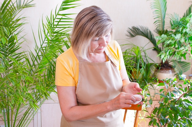 Szczęśliwa starsza kobieta wyciera zielony liść dba o roślinę w doniczce Domowe ogrodnictwo Miłość do roślin