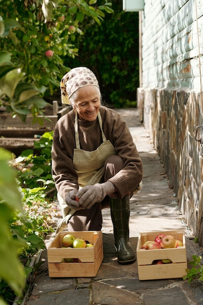 Szczęśliwa starsza rolniczka wyciągająca dojrzałe jabłka z drewnianych skrzynek dla swoich wnuków