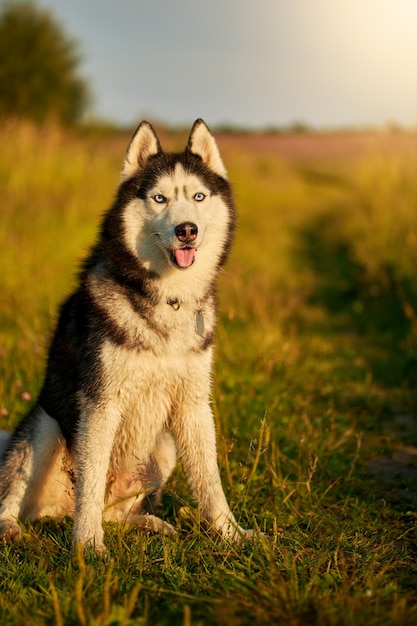 Szczęśliwa uśmiechnięta twarz zbliżenia czerwonego psa husky