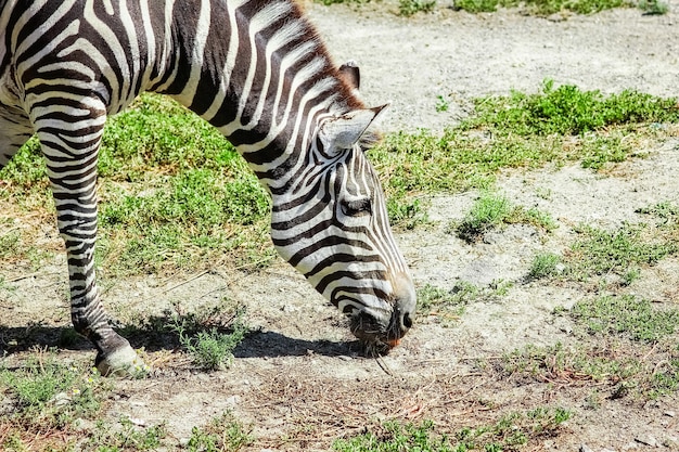 Szczęśliwa zebra w zoo w przyrodzie