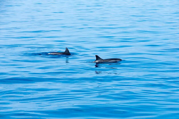 Szczęśliwe Delfiny W Wodzie