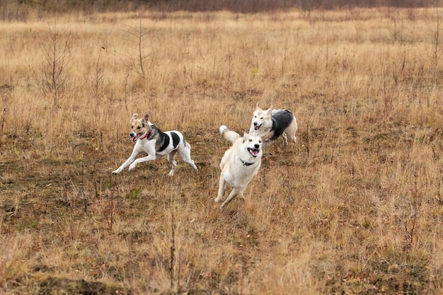 Szczęśliwe psy biegające po jesiennej wsi Pochmurny dzień