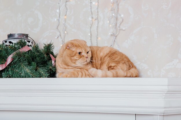 Szczęśliwego Nowego Roku, Świąt Bożego Narodzenia i świętowania. Portret kota rasy szkocki zwisłouchy.