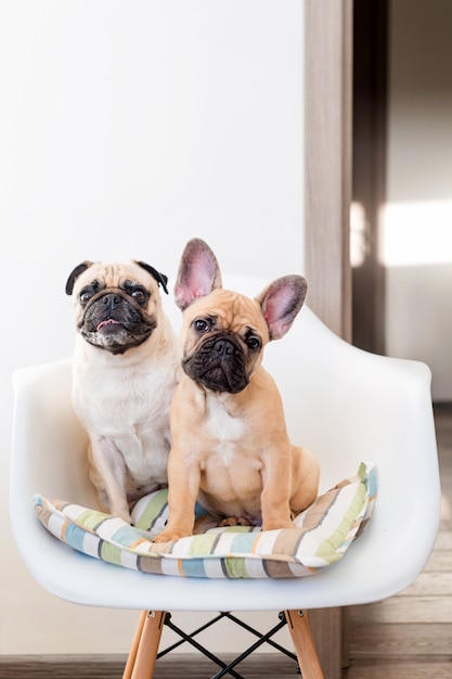 Szczęśliwi zwierzęta domowe mopsa pies i francuskiego buldoga obsiadanie na krześle patrzeje kamerę. Psy czekają na jedzenie w kuchni