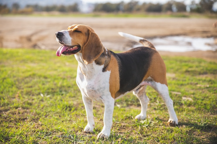 Zdjęcie szczęśliwy beagle na trawie