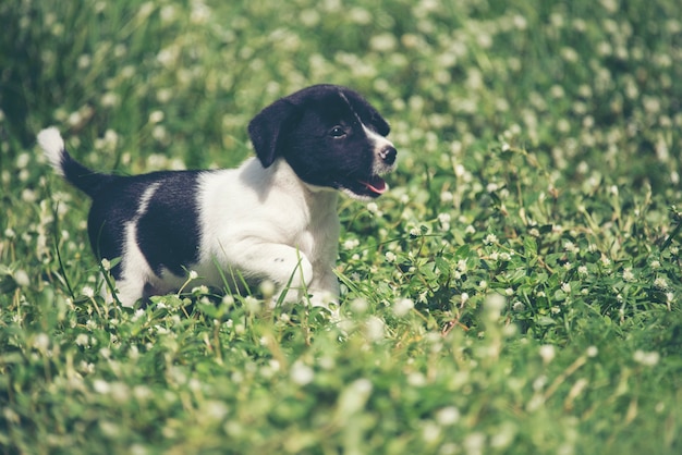 Szczęśliwy beagle pies ma zabawę na zielonej trawie wtedy
