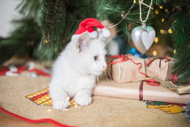 Szczęśliwy biały kot bawi się świąteczną zabawką. Nowy rok, święta i uroczystości. Niegrzeczny słodki kociak w pobliżu jodły