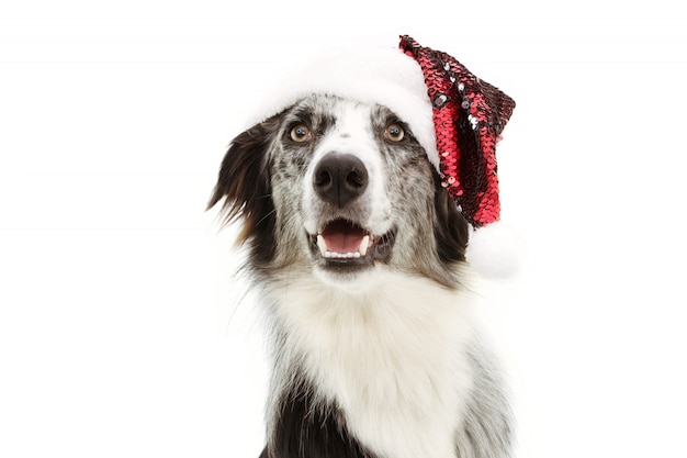 Szczęśliwy Border collie świętuje boże narodzenia z czerwonym Santa Claus kapeluszem Odizolowywającym na bielu