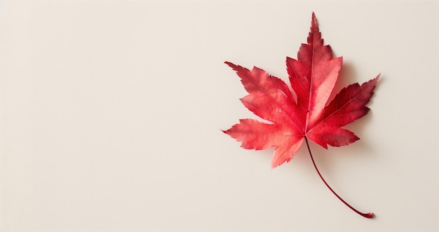 Szczęśliwy dzień Kanady baner z czerwonym liściem klonu na jasnym tle