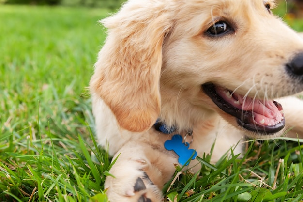 Szczęśliwy Golden Retriever Leży Na Zielonym Podwórku Trawy.