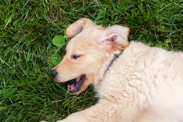 Szczęśliwy golden retriever leży na zielonym podwórku trawy.