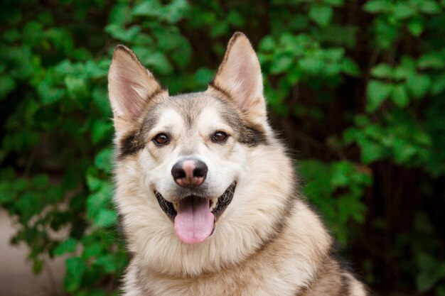 Szczęśliwy husky portret na zielonych liściach