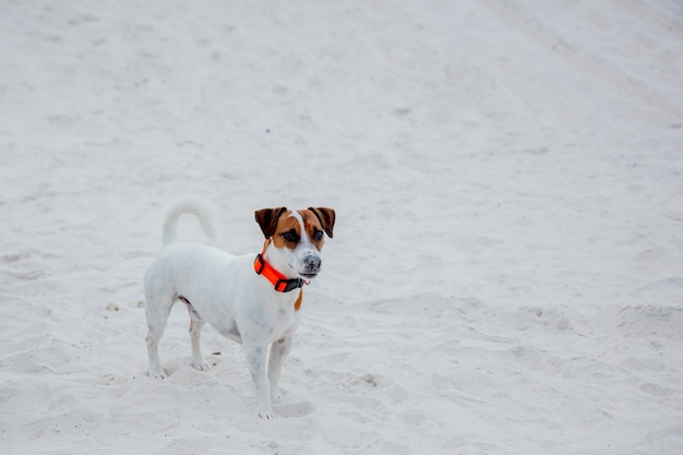 Szczęśliwy Jack Russell Terrier Na Piasku W Lato Czasie