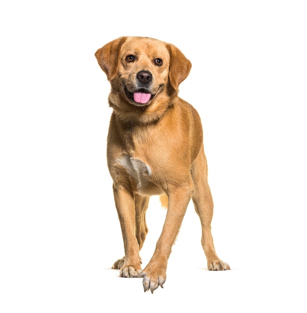 Szczęśliwy labrador retriever stojący i tchnący na białym tle
