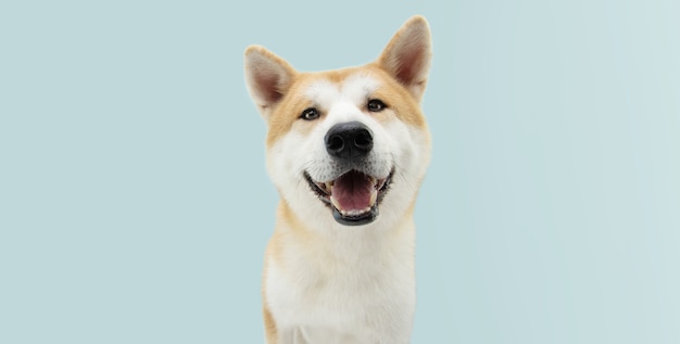 Szczęśliwy pies akita na niebieskim tle