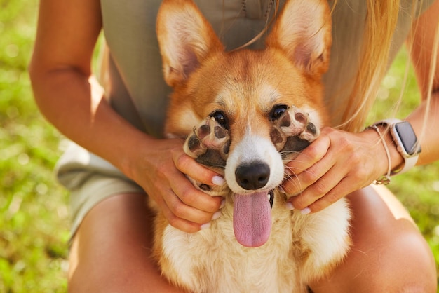 Szczęśliwy pies corgi zamyka oczy łapami pies jest w rękach dziewczyny koncepcja szczęśliwego zwierzęcia