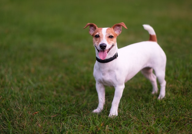 Szczęśliwy pies, jack russell terrier na zielonej trawie